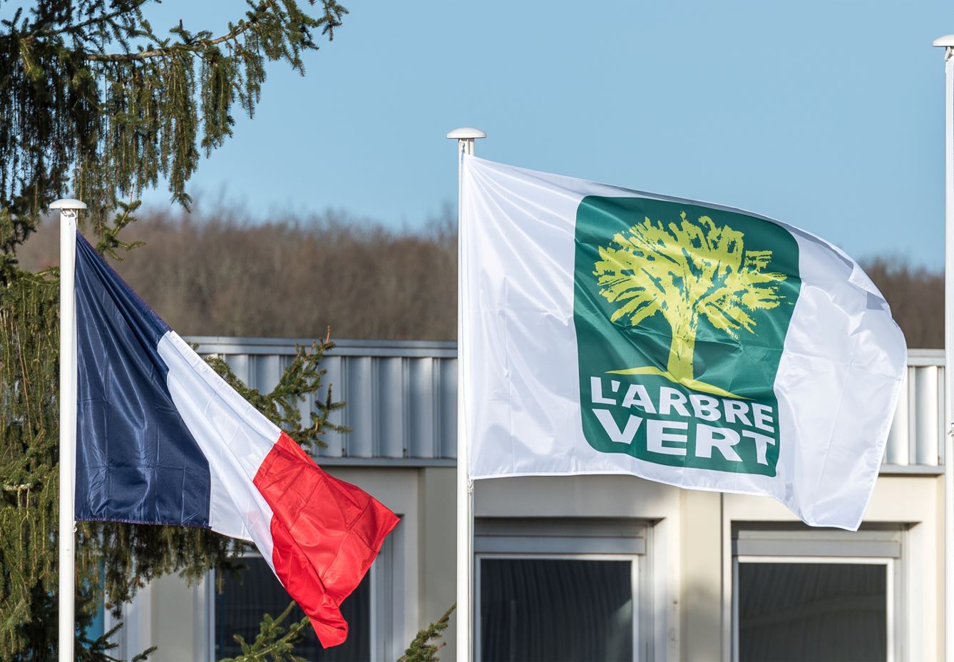 Photo du drapeau Arbre Vert