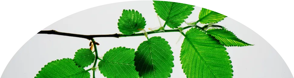 Image de feuilles vertes